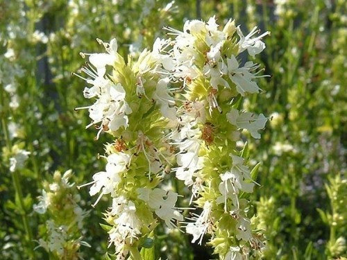 Hyssopus Hyssop Officinalis Herb Culinary