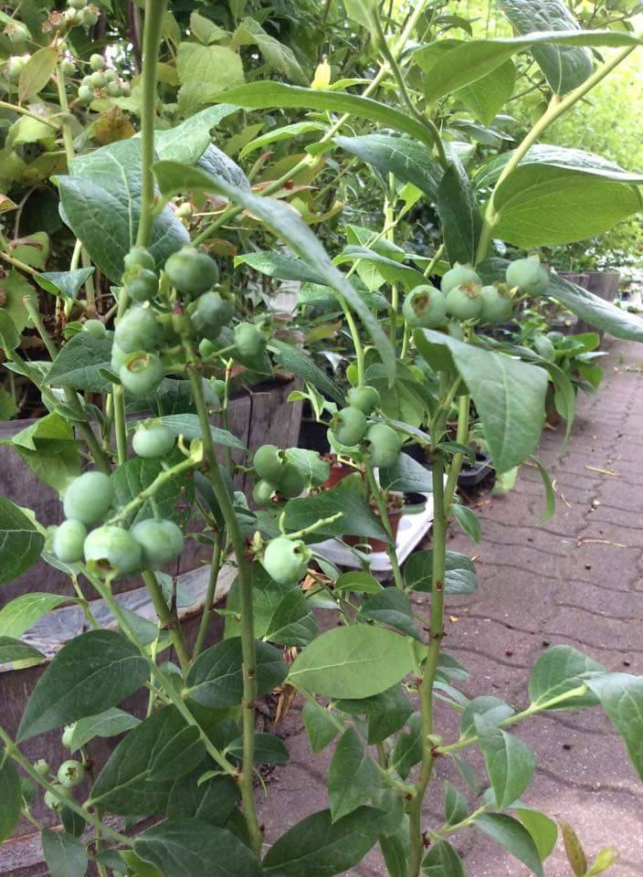 ต้นบลูเบอร์รี่ (Blueberry)