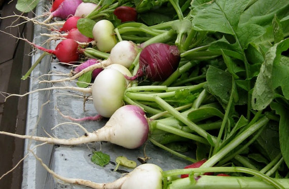 White Radish Radishes Globe Vegetable(30) เมล็ดราดิส สีขาว 30 เมล็ด