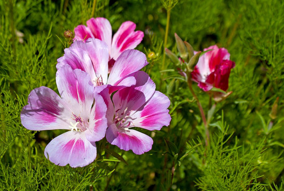 Redspot Clarkia Farewell to spring pink mixed Bulk Flower