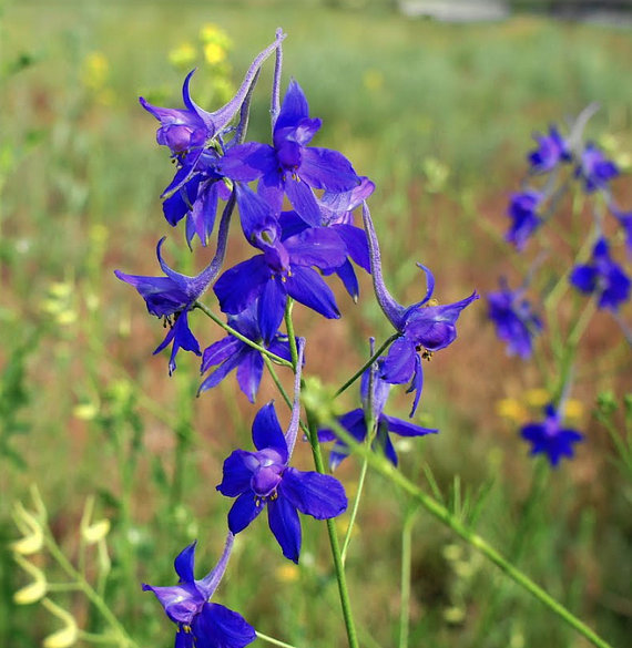 60000 เมล็ด 100 กรัม Consolida Orientalis Larkspur Knight's Spur Delphinium