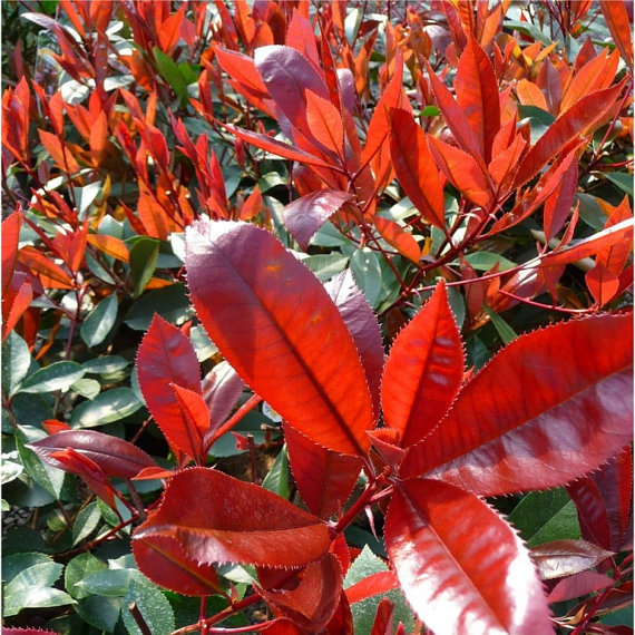 Photinia fraseri frasery serrulata Red tipluohu Flower