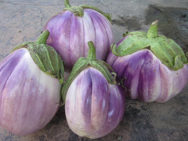 มะเขือจานสีม่วง EGG PLANT