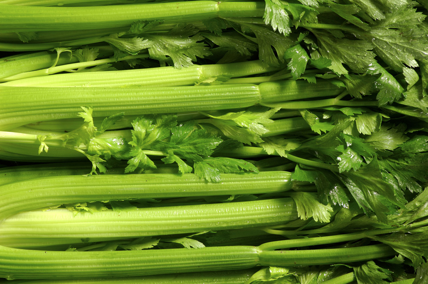 ขึ้นฉ่าย Celery