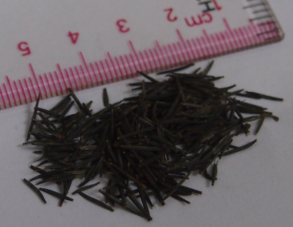 50000 เมล็ด 100 กรัม Bidens Golden Eye Goddess