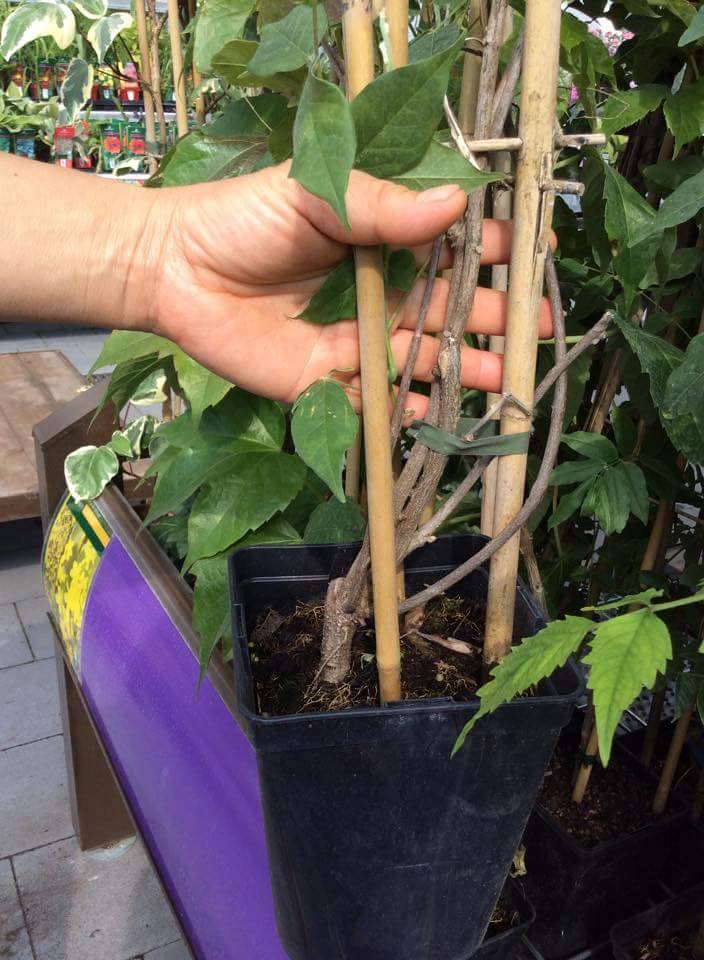 ต้นวิสทีเรีย นำเข้า เลือกสีได้