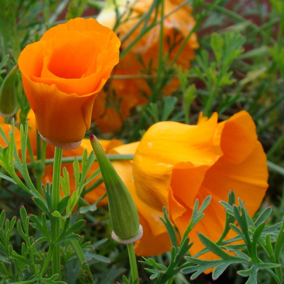 200000 เมล็ด 100 กรัม California Cham poppy Tufted Eschscholzia Yellow Golden
