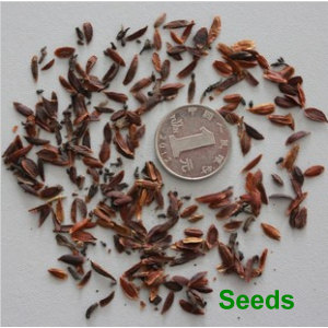 Syringa oblata Early Lilac Shrub Tree(20) เมล็ดดอก Syringa oblata Early Lilac Shrub 20 เมล็ด