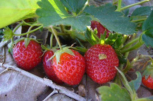 ต้นสตอเบอร์รี่พันธุ์พระราชทาน 80