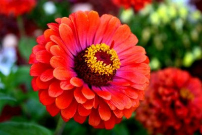 9000 เมล็ด 100 กรัม Zinnia elegans Rocky Mountain Plains Mix Flower