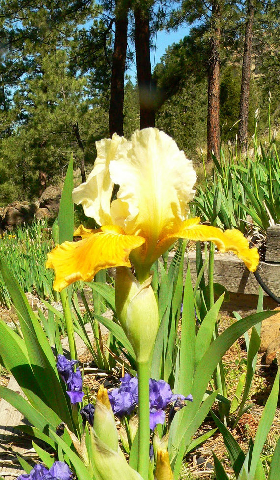 1600 เมล็ด 100 กรัม Iris Germanica Bearded irises German Yellow