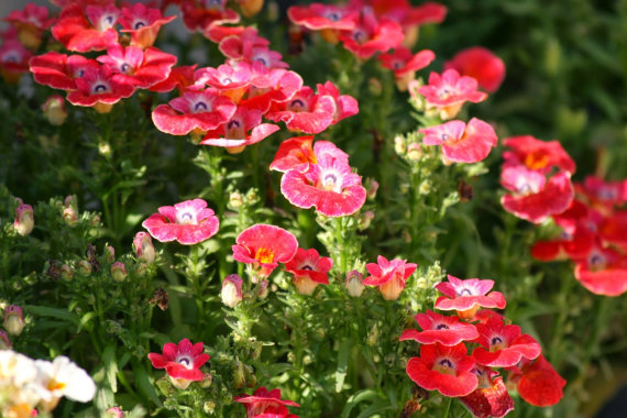 Nemesia Carnival Mix Strumosa Garden Flower Mixed Colors