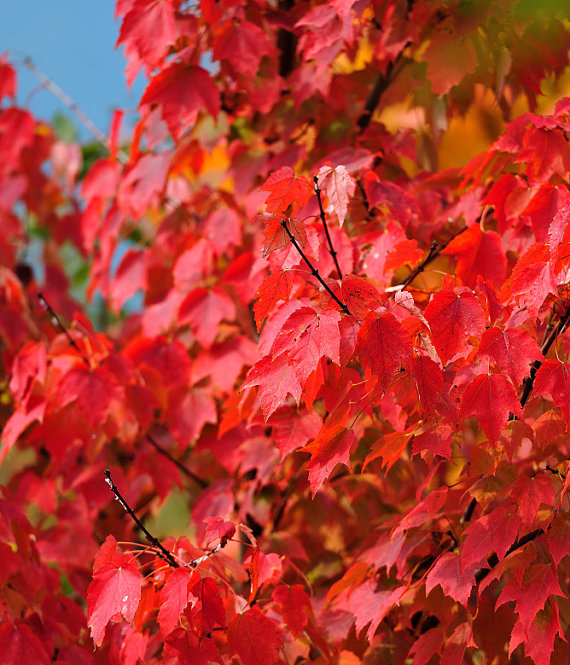 Red maple Scarlet maple Acer rubrum Bonsai Tree Shrub