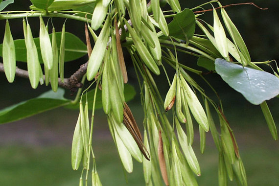 Fraxinus Common Ash Shrub golden-yellow Leaves Garden Road Tree