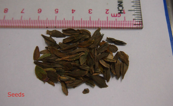 9000 เมล็ด 100 กรัม Zinnia elegans Rocky Mountain Plains Mix Flower