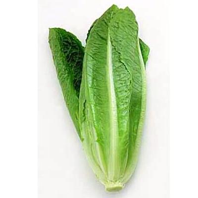 ผักสลัดคอส cos lettuce