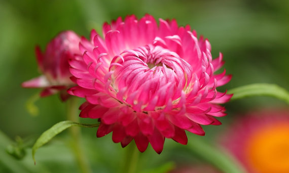 English Daisy Monstrosa Corsican Bellis Perennis Flower