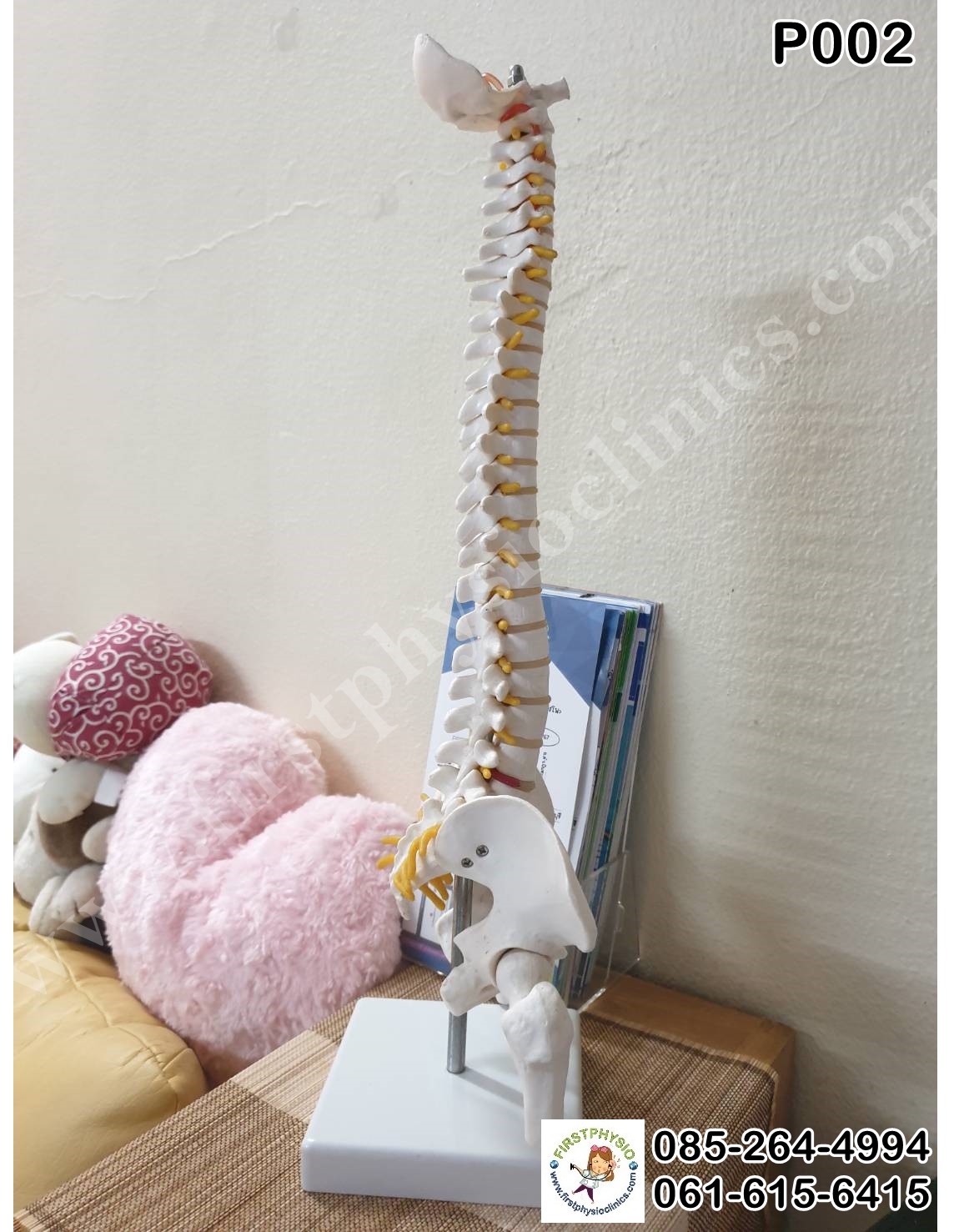 โครงกระดูกจำลอง / หุ่นจำลองโครงกระดูกสันหลัง [Skeletal Model]