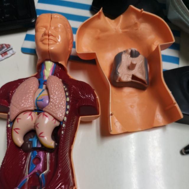 ชุดร่างกายมนุษย์จำลอง โมเดลมนุษย์