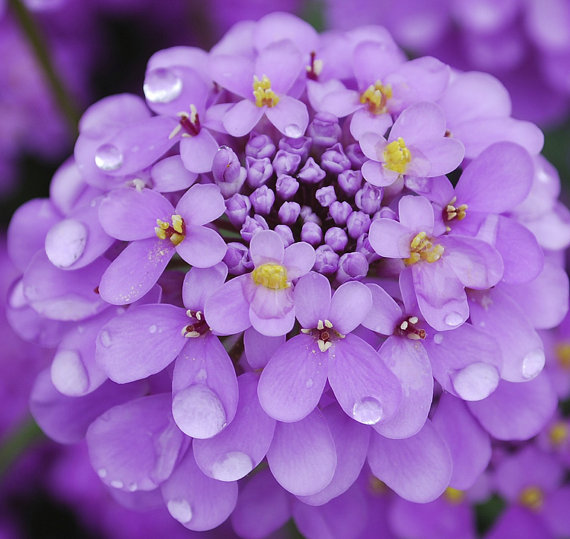 100 กรัม 47,000 เมล็ด IBeris Gibralterica Snowflake Rocket Candytuft