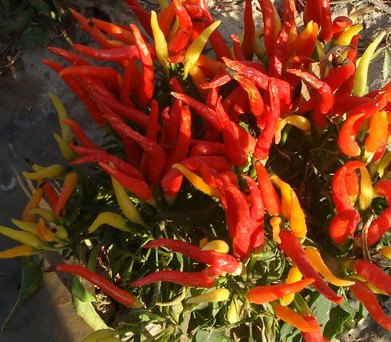 Capsicum Annuum Banana Peppers Yellow Wax Pepper Sweet Chilli