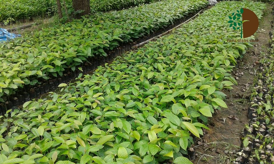 ต้นยางนา 100 ต้น รวมค่าส่งแล้ว