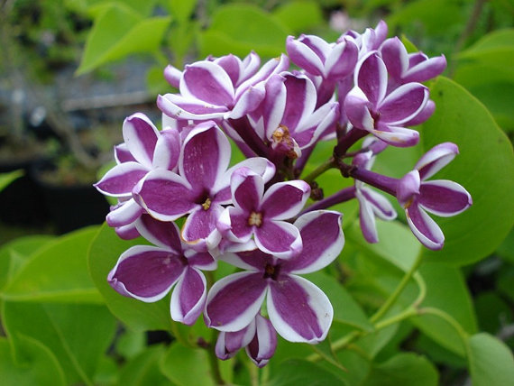 Syringa oblata Early Lilac Shrub Tree Seeds Bonsai Seeds Exotic Plants