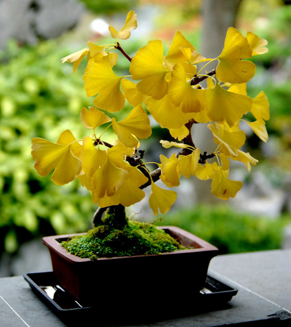 Ginkgo biloba gingko Maidenhair Tree seeds nuts Bonsai Tree