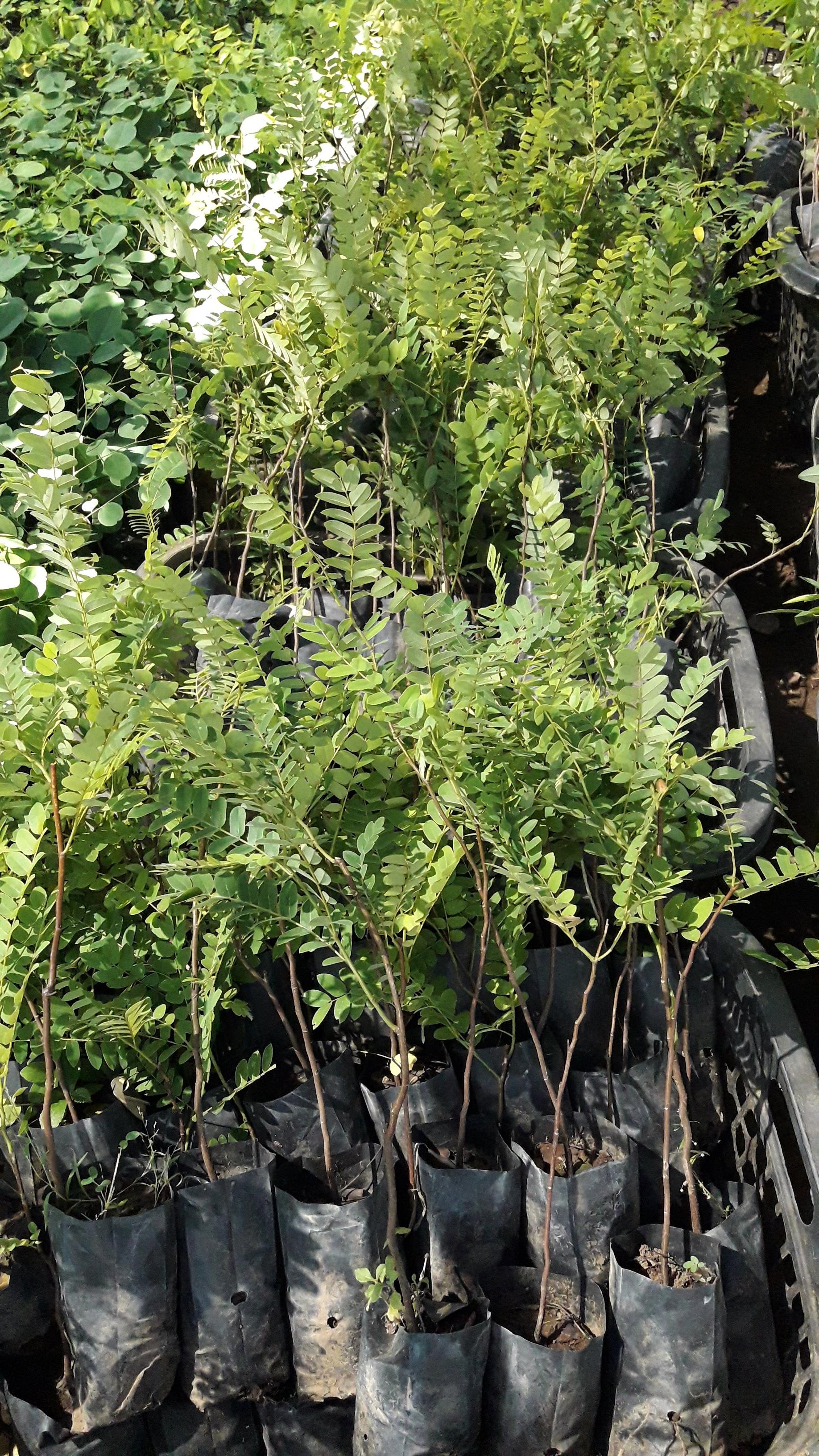 ต้นกัลปพฤกษ์ 100 ต้น รวมค่าส่งแล้ว