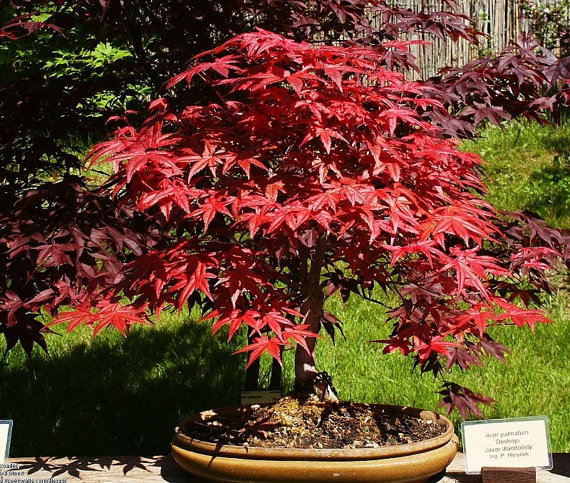 Japanese Red Maple