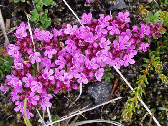 Thyme Thymus Serpyllum Purple Herbs Groundcover Flower