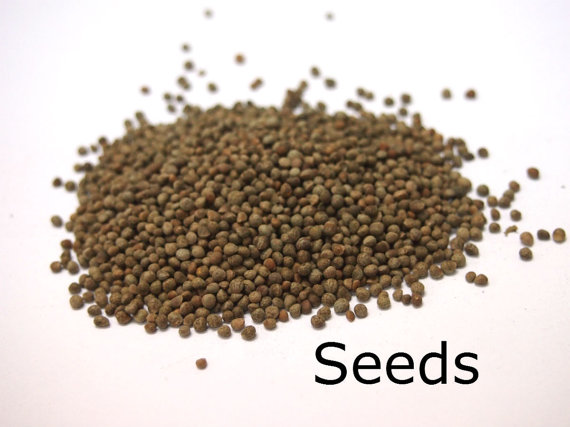 Purple Perilla frutescens purpurea Shiso Japanese basil Beefsteak Plant Red Herb