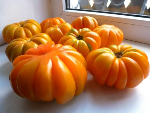 Tomato Seeds American ribbed orange.Collection