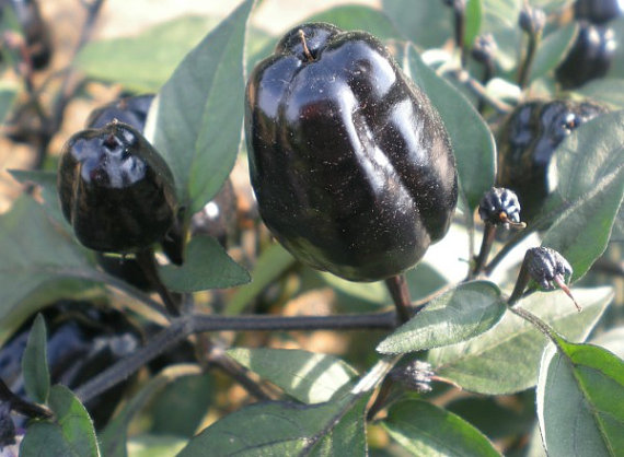 Black Deep Purple Pepper Seeds Bell Sweet