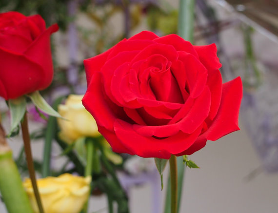 Red Roses Fire Bush Rose Garden Double Flower