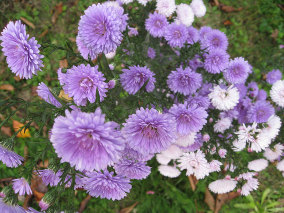 42500 เมล็ด 100 กรัม Callistephus chinensis China Aster Blue Purple Matsumoto