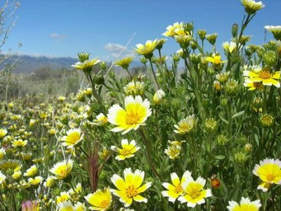 100 กรัม 116,000 เมล็ด Layia platyglossa Sierra Tidy Tips Fried Poached Egg Flower Seed