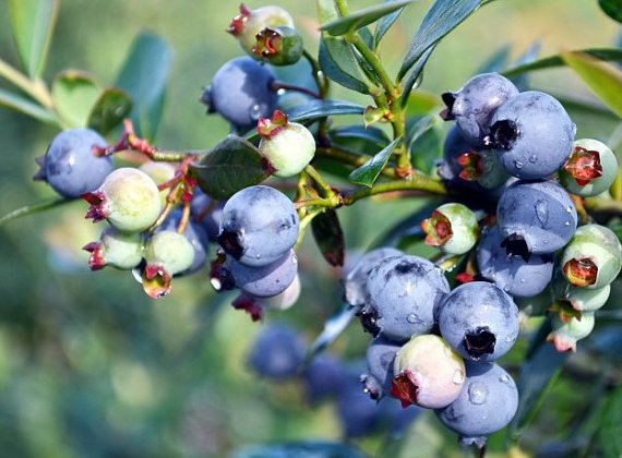 Blueberry Seeds(50) เมล็ดบูลเบอร์รี่ 50 เมล็ด