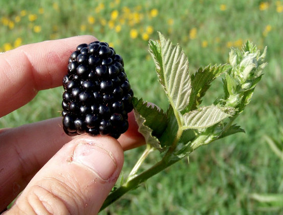 Blackberry Seeds 5 เมล็ดแบล็คเบอร์รี่ 5 เมล็ด