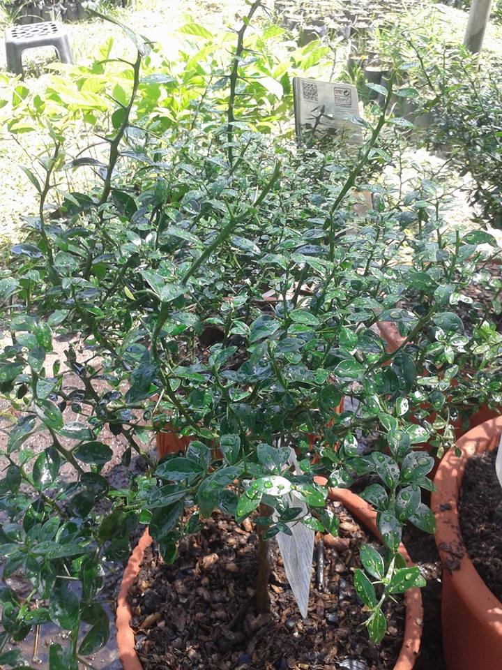 ต้นมะนาวนิ้วมือ (Finger Lime) เลือกสายพันธุ์ได้