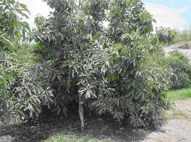 ต้นอาโวคาโดพันธุ์แฮส Avocado Hass