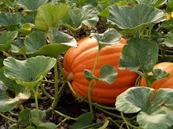 Pumpkin Seed Edible - Vegetables - Tender Juicy Healthful