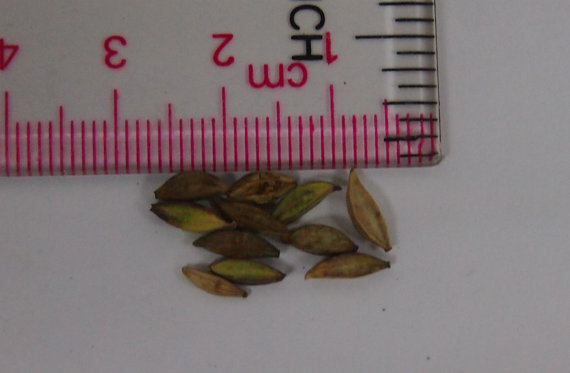 7800 เมล็ด 100 กรัม Sweet Scarlet Gaura Beeblossom Linda Tarde Velvetweed White