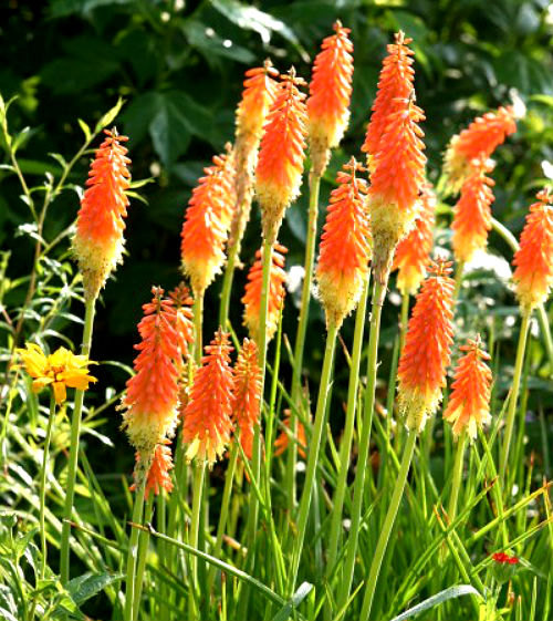 Kniphofia Torch Lily Red Hot Poker Tritoma