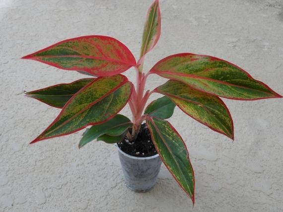 #ต้นแสงเงินแสงทอง