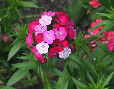 Dianthus Barbatus Carnation Sweet William