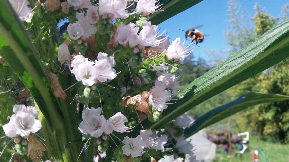 17000 เมล็ด 100 กรัม Tree Echium vulgare Vipers Bugloss White