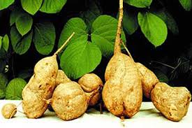 กวาวเครือขาว แคปซูล