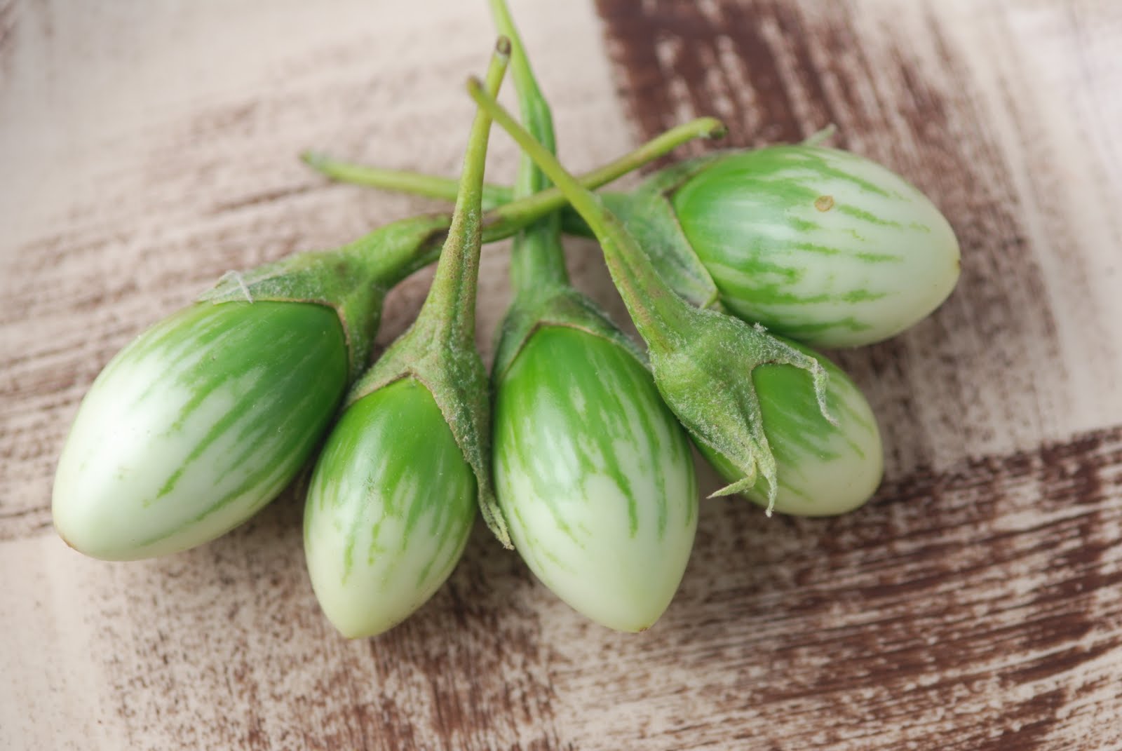 มะเขือตอแหล(ขื่น) Eggplant