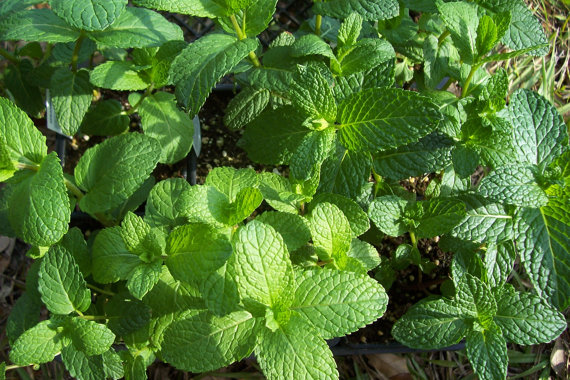 Spearmint Mentha Spicata Mint Pennyroyal Herb